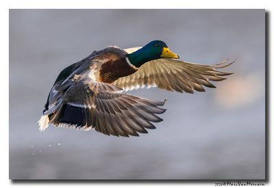 Wilde Eend - Mallard