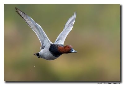 Tafeleend - Pochard