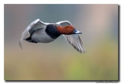 Tafeleend - Pochard