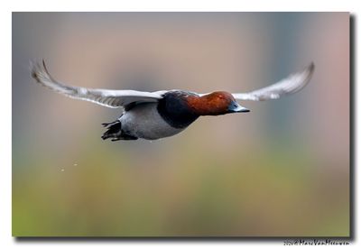 Tafeleend - Pochard