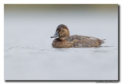 Tafeleend - Pochard
