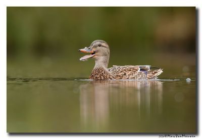 Wilde Eend - Mallard