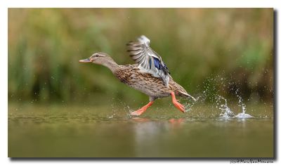 Wilde Eend - Mallard