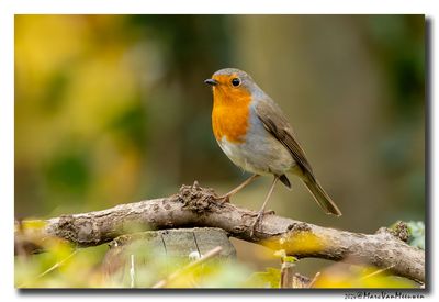 Roodborst - Robin