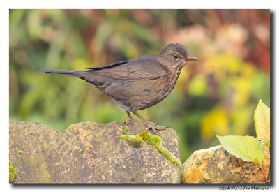 Merel - Blackbird