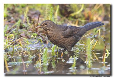Merel - Blackbird