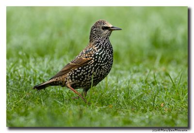 Spreeuw - Starling