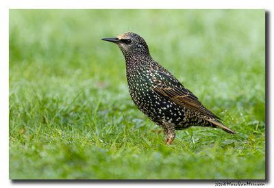 Spreeuw - Starling