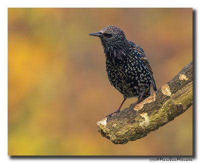 Spreeuw - Starling
