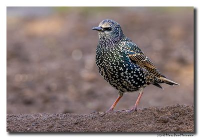 Spreeuw - Starling