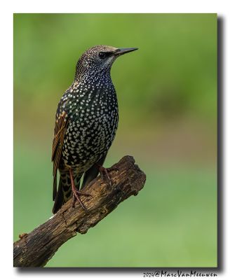 Spreeuw - Starling
