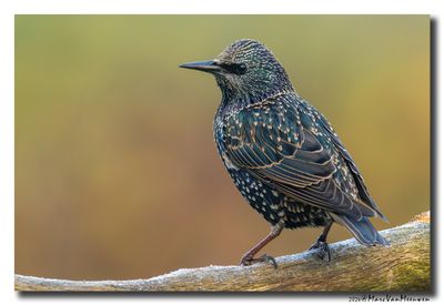 Spreeuw - Starling