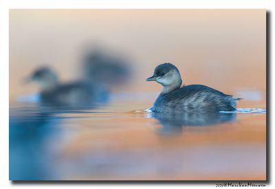 Dodaars - Little Grebe