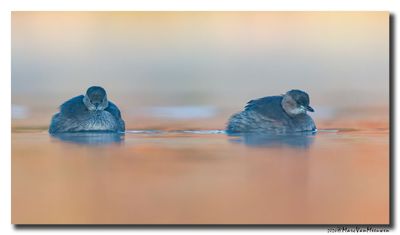 Dodaars - Little Grebe