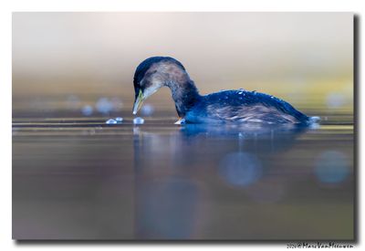 Dodaars - Little Grebe