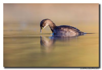 Dodaars - Little Grebe