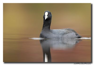 Meerkoet - Coot