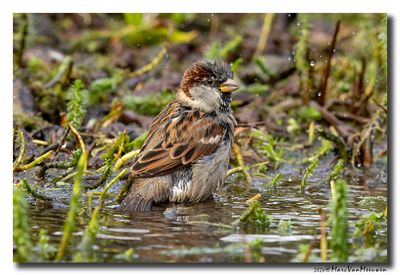 Huismus - House Sparrow