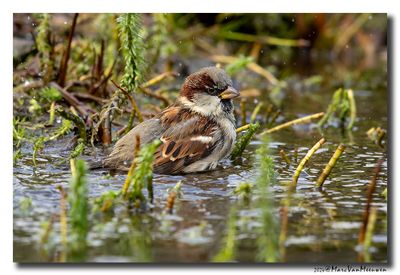 Huismus - House Sparrow