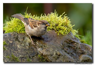 Huismus - House Sparrow