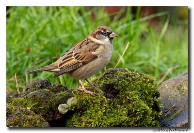Huismus - House Sparrow