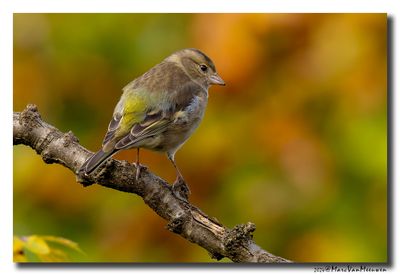 Vink - Chaffinch