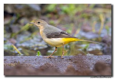 Grote Gele Kwikstaart - Grey Wagtail