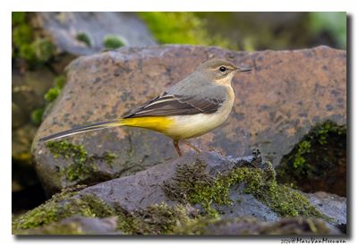 Grote Gele Kwikstaart - Grey Wagtail