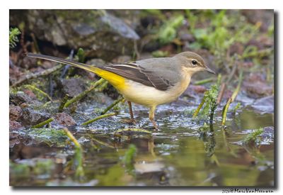 Grote Gele Kwikstaart - Grey Wagtail