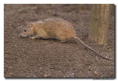 Mammals
