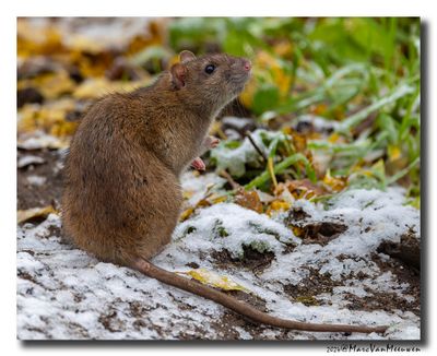 Bruine rat