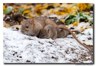 Bruine rat