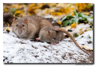 Bruine rat