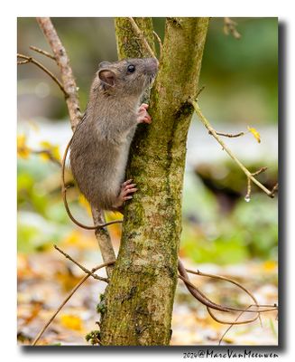 Bruine rat