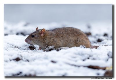 Bruine rat