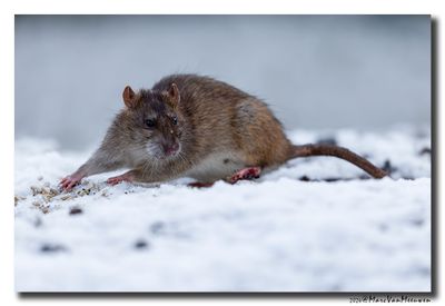Bruine rat