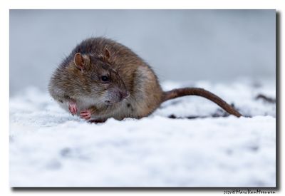Bruine rat