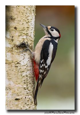 Grote Bonte Specht - Great Spotted Woodpecker