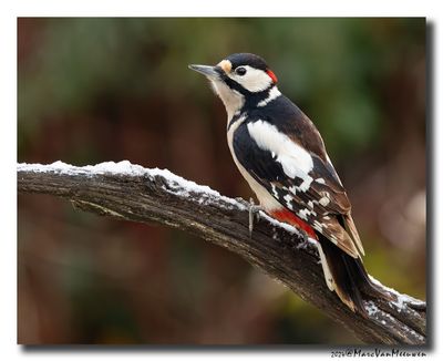 Grote Bonte Specht - Great Spotted Woodpecker