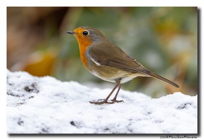 Roodborst - Robin