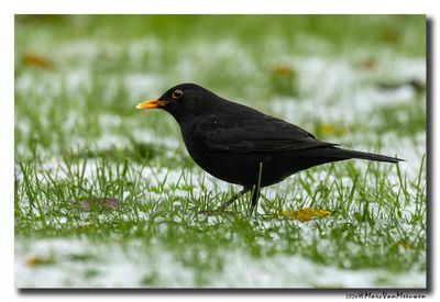 Merel - Blackbird