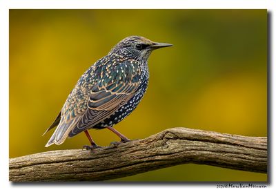 Spreeuw - Starling