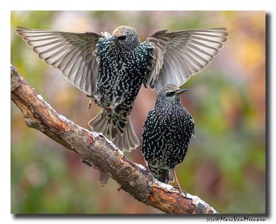 Spreeuw - Starling