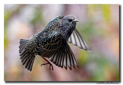 Spreeuw - Starling