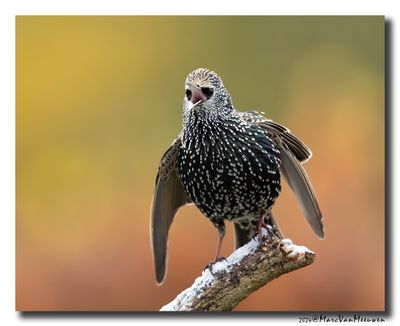 Spreeuw - Starling