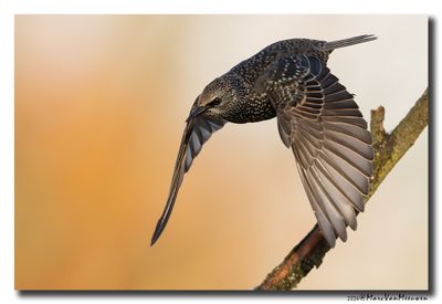 Spreeuw - Starling