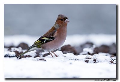 Vink - Chaffinch