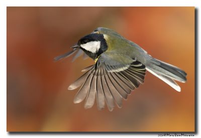 Koolmees - Great Tit