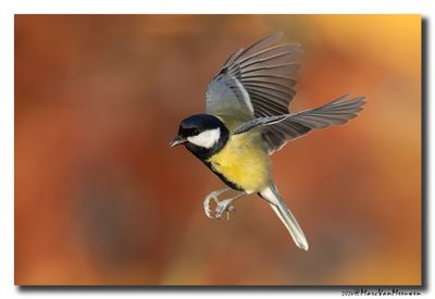 Koolmees - Great Tit