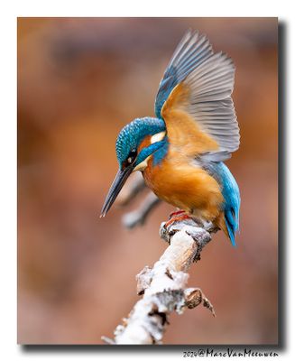 Ijsvogel - Kingfisher